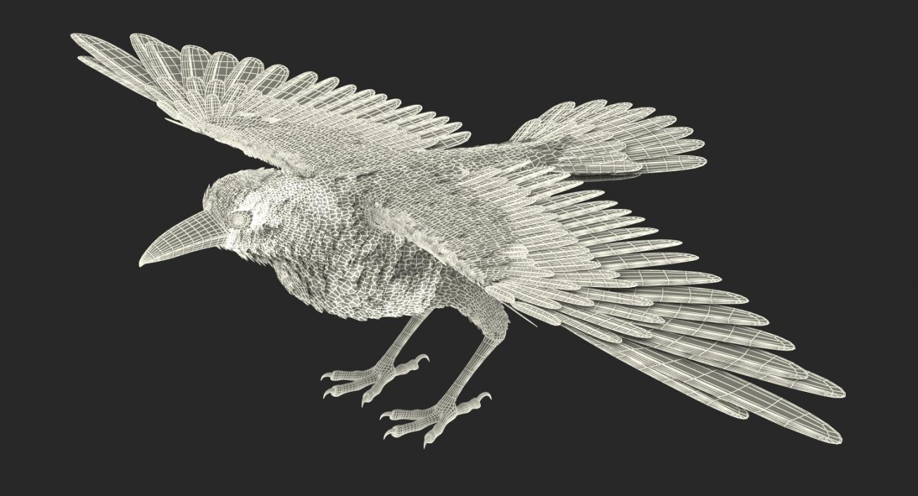 Common Raven Rigged 3D model