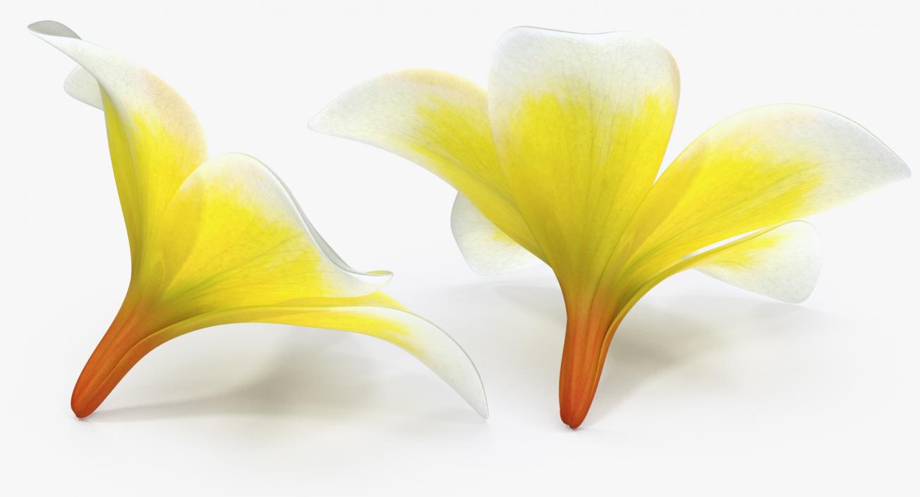 Plumeria Yellow Tropical Flower Hawaiian Lei 3D model
