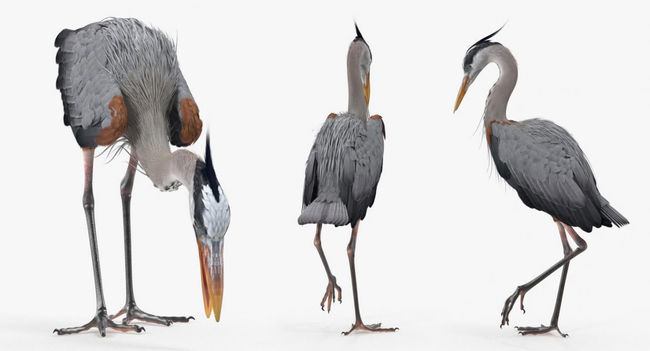 3D Great Blue Heron Rigged model