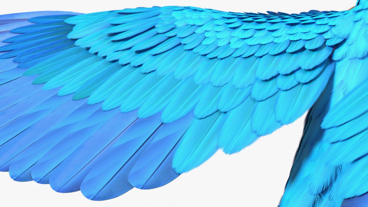 3D model Blue and Yellow Macaw Parrot Rigged