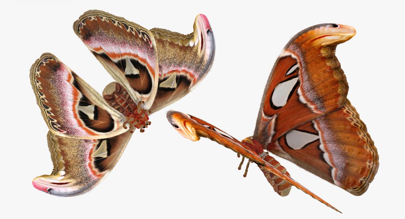 Attacus Atlas Moth Flying Pose with Fur 3D model