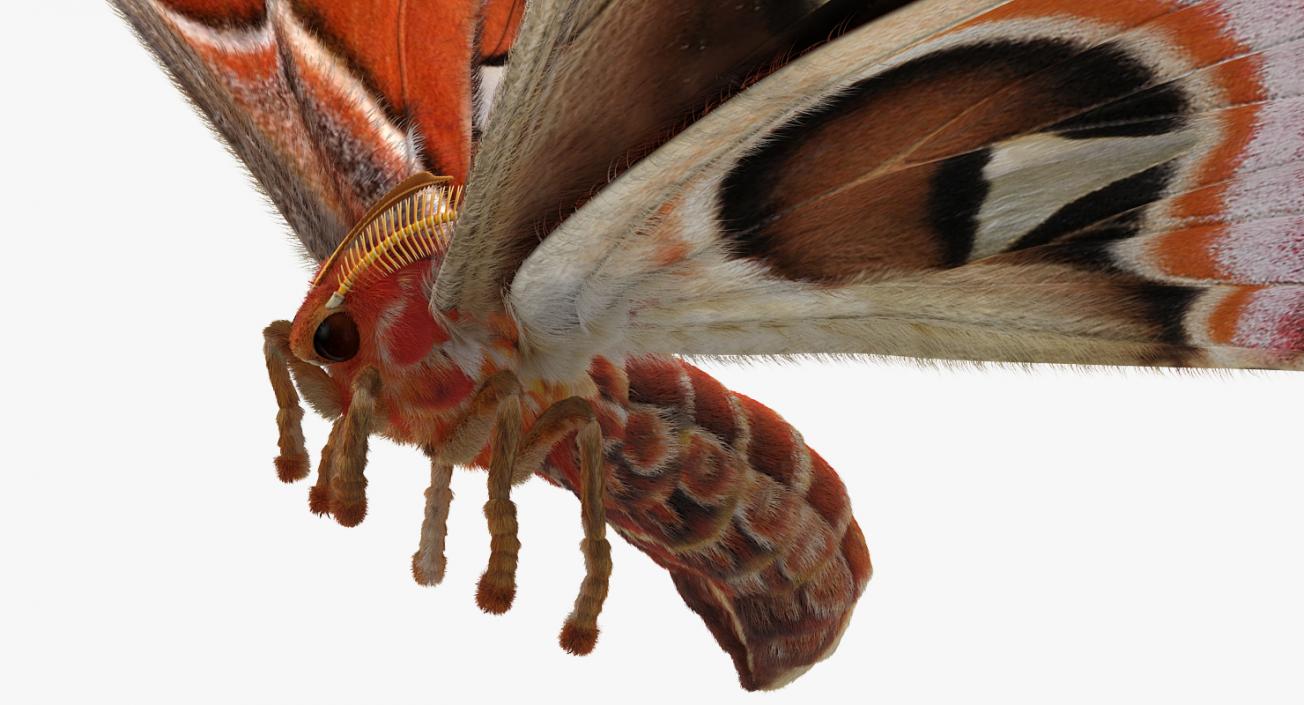 Attacus Atlas Moth Flying Pose with Fur 3D model