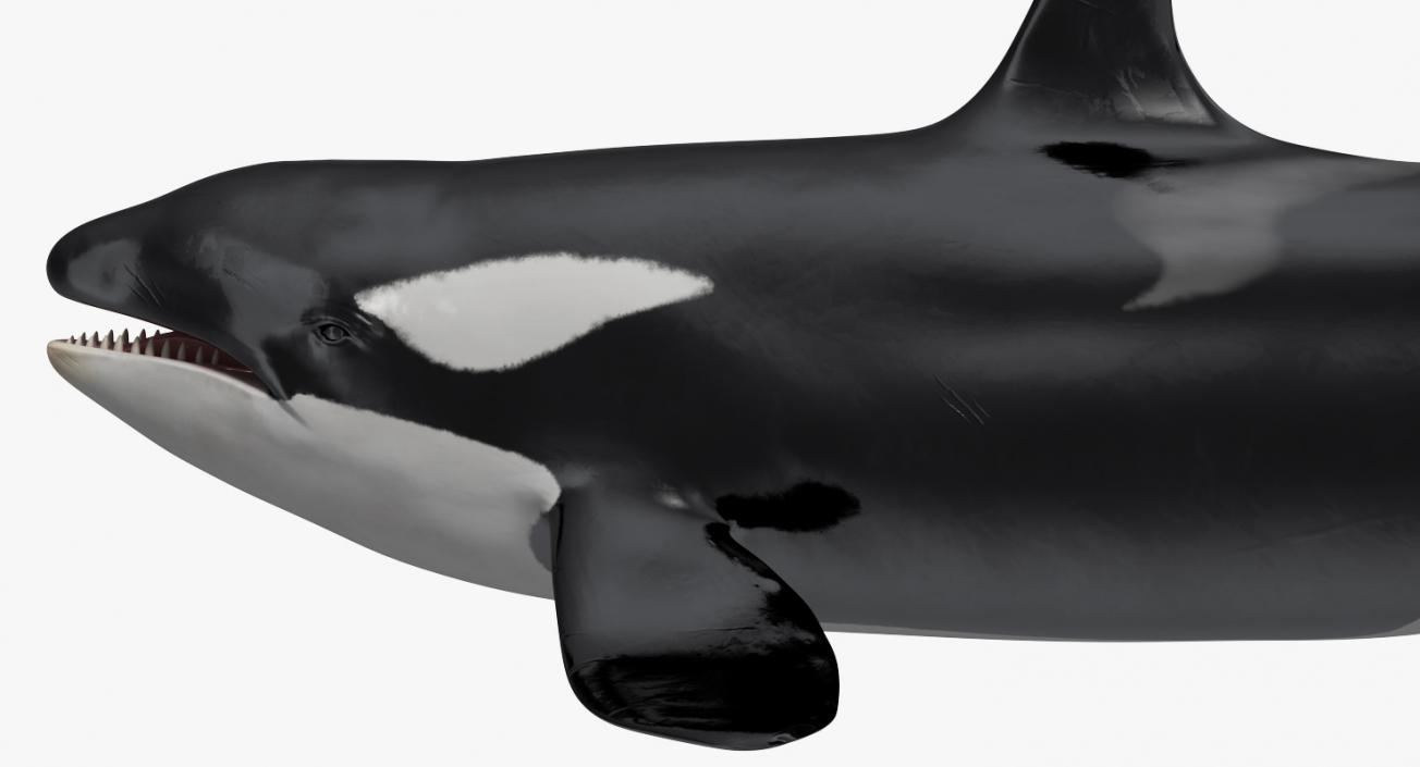 3D model Killer Whale Lies on the Floor