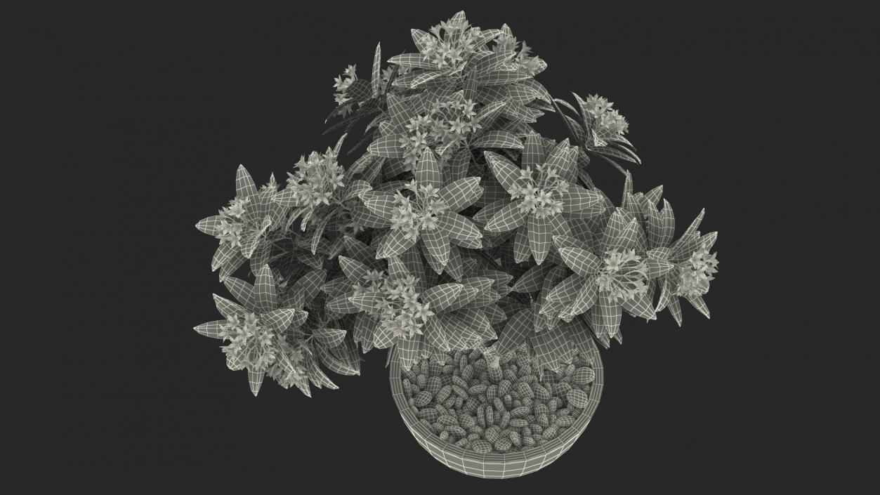 3D Flower Pot Plumeria Red model