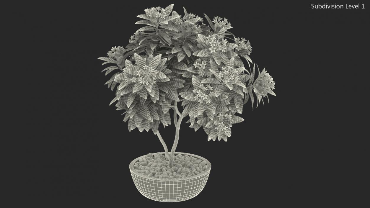 3D Flower Pot Plumeria Red model