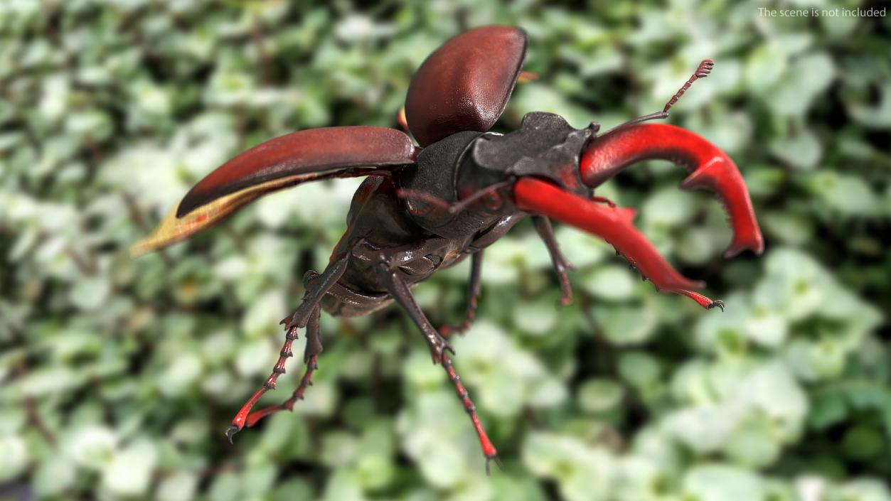 3D Lucanus Cervus Stag Beetle Rigged model