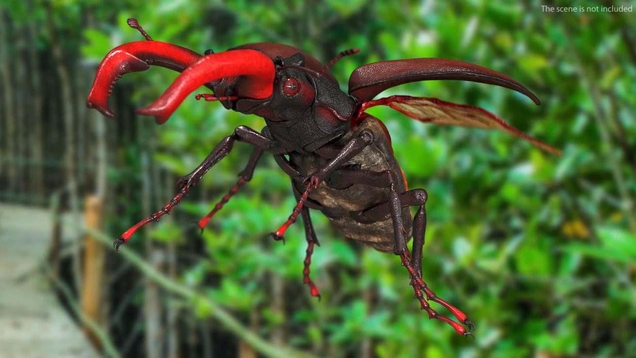 3D Lucanus Cervus Stag Beetle Rigged model