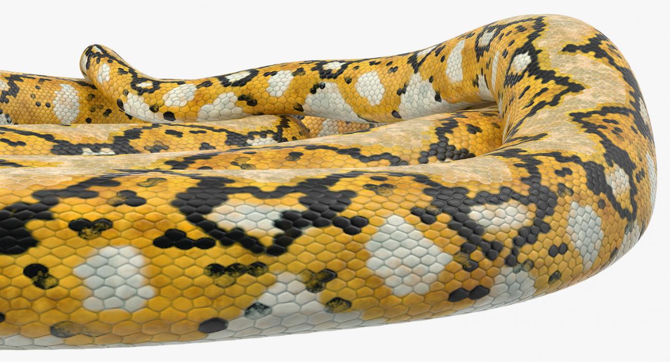 3D Yellow Python Snake Curled pose