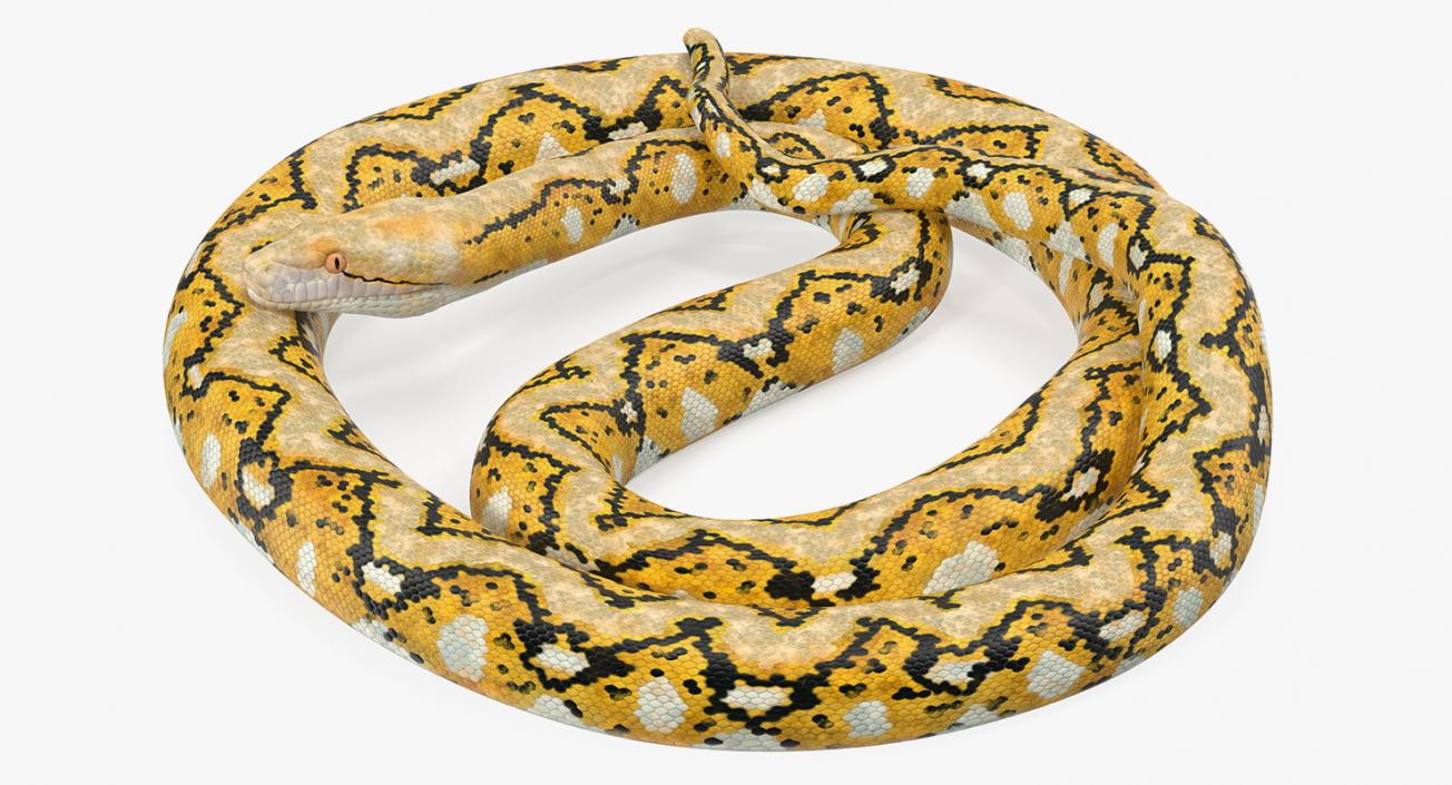 3D Yellow Python Snake Curled pose