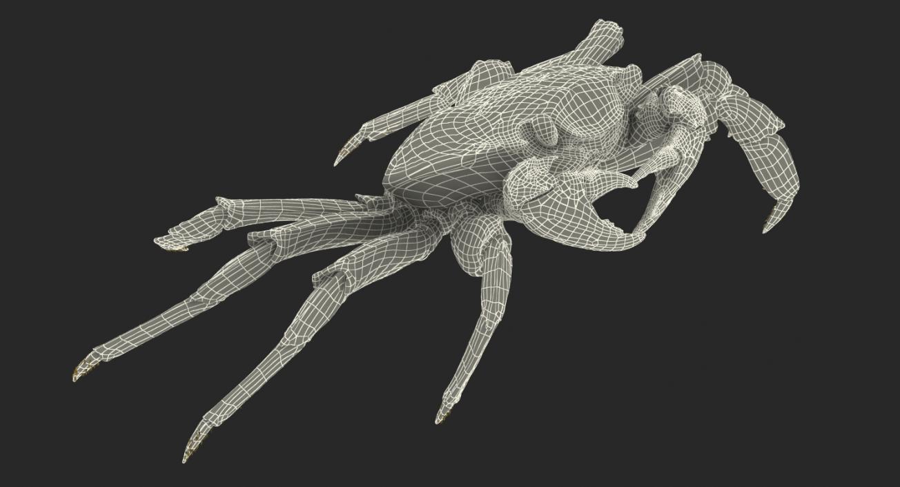 3D model Grapsus Grapsus Crab