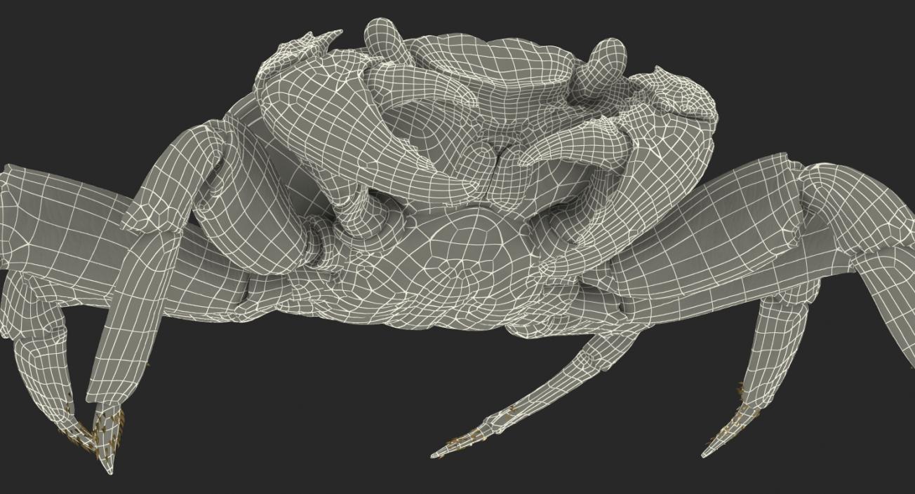 3D model Grapsus Grapsus Crab