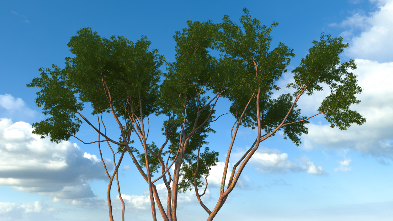 3D Rainbow Eucalyptus Tree model