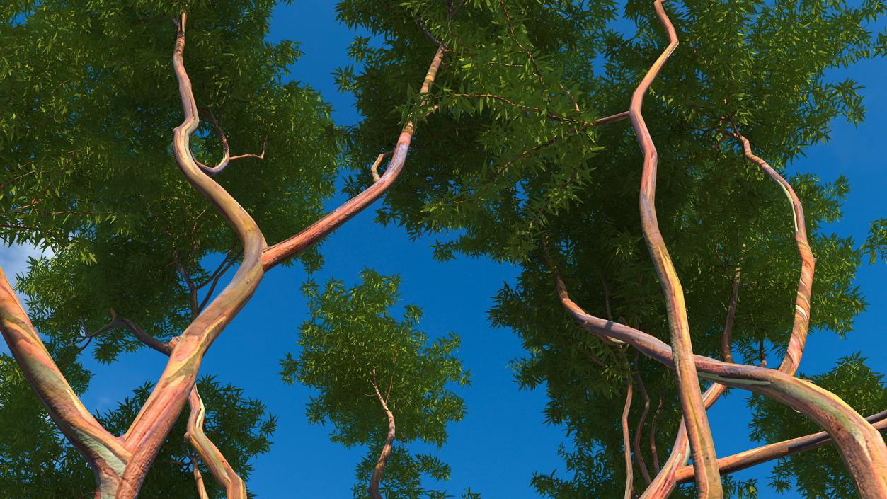 3D Rainbow Eucalyptus Tree model