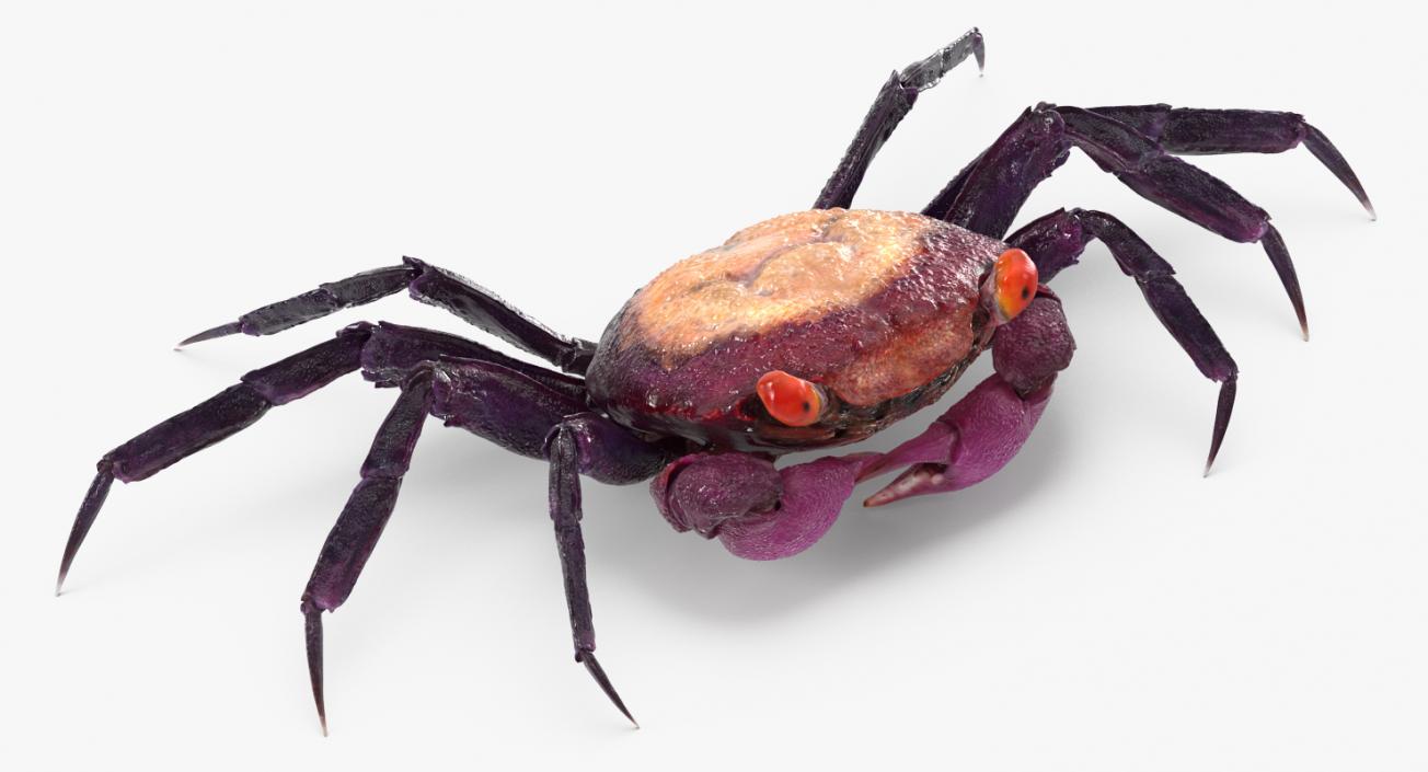 3D model Purple Vampire Crab Geosesarma