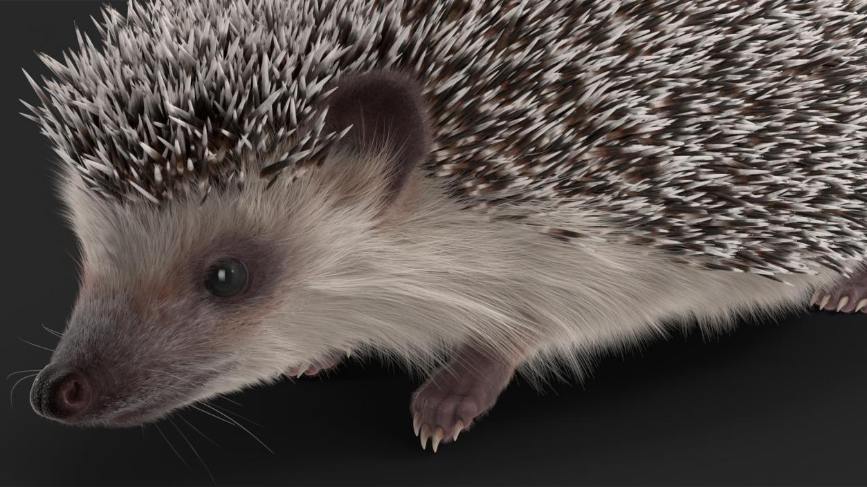 3D model Hedgehog White Fur Rigged