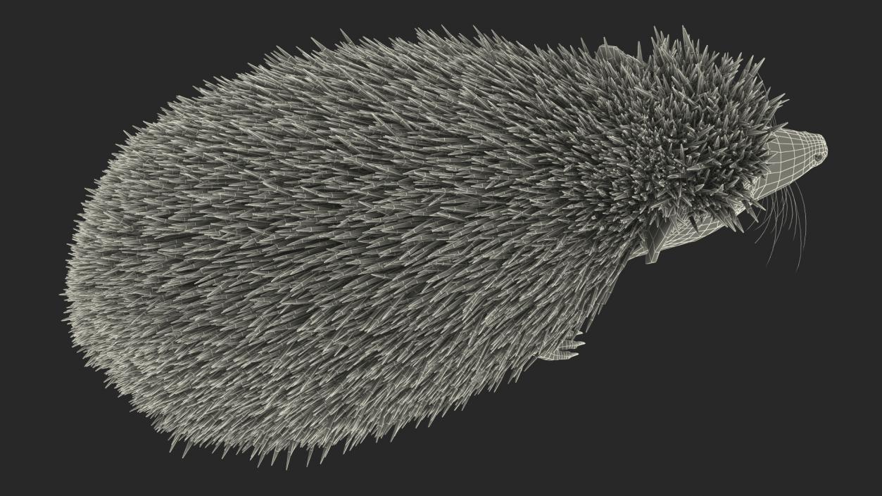 3D model Hedgehog White Fur Rigged