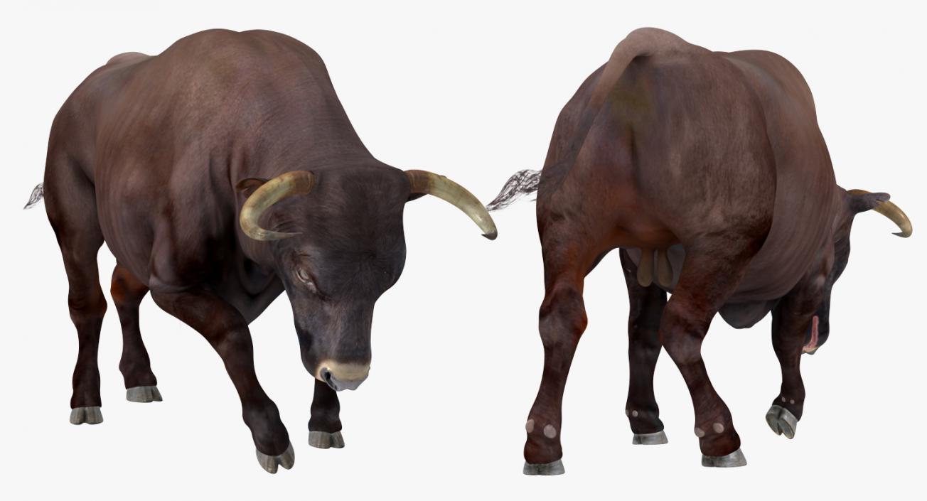 Bull Attacking Pose 3D model
