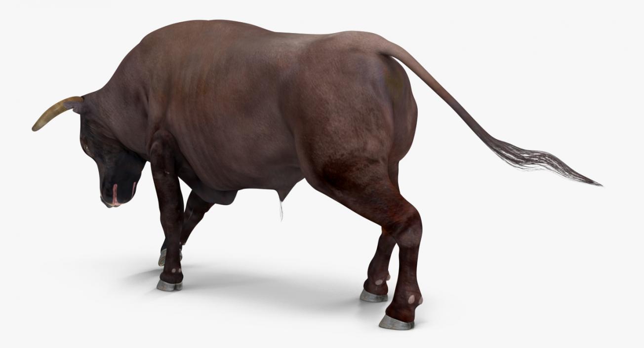 Bull Attacking Pose 3D model