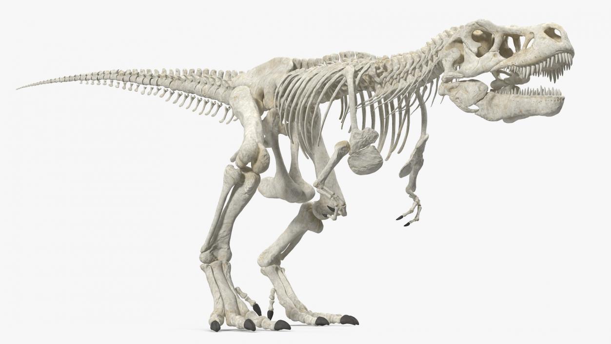 Tyrannosaurus Rex Skeleton Walking Pose 3D model