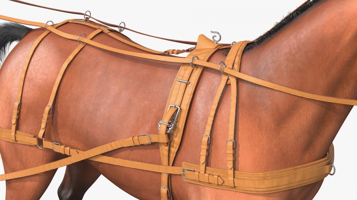 3D Horse Drawn Leather Single Driving Harness Fur Rigged model