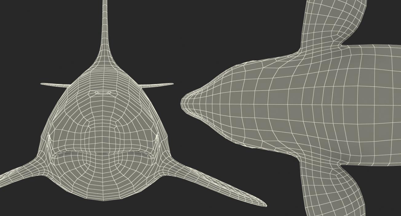 Killer Whale 3D