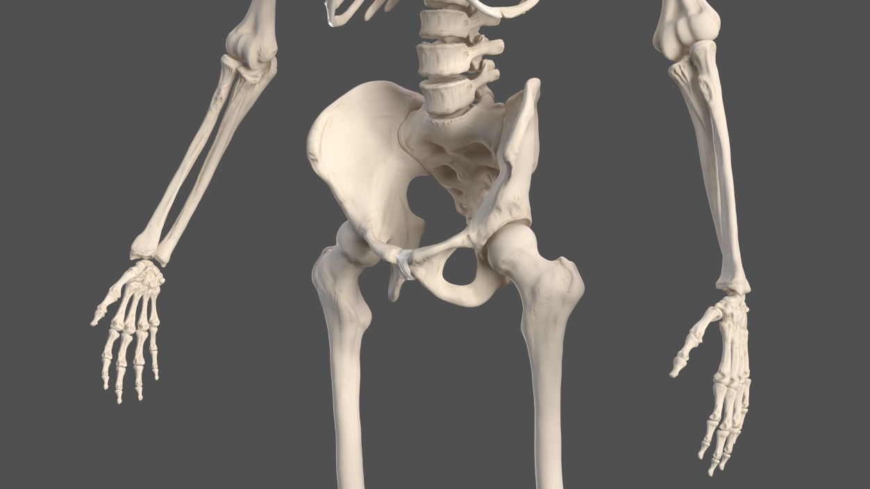 3D Male Skeleton Full Body model