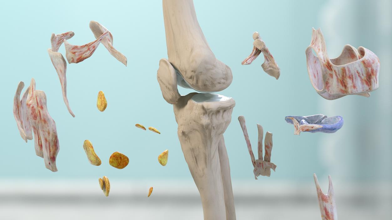 Knee Muscles and Bones 3D