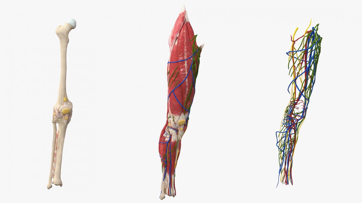 Knee Muscles and Bones 3D