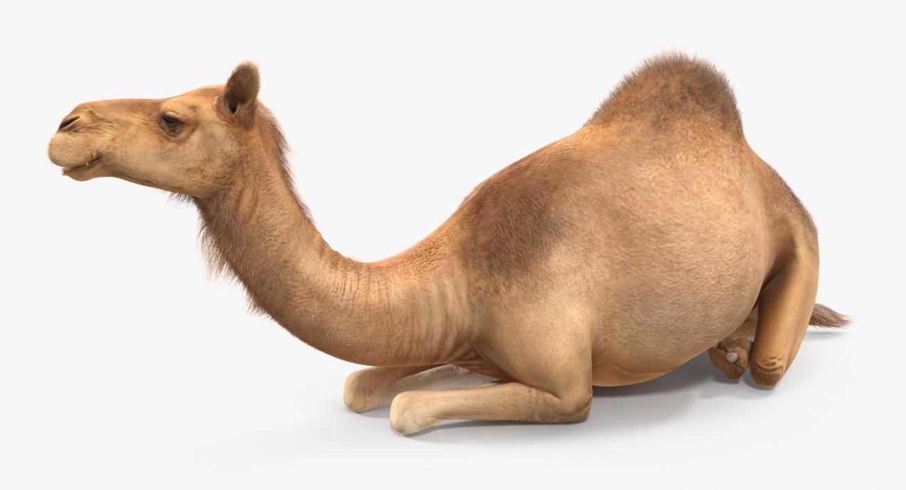 Camel Sitting Pose with Fur 3D