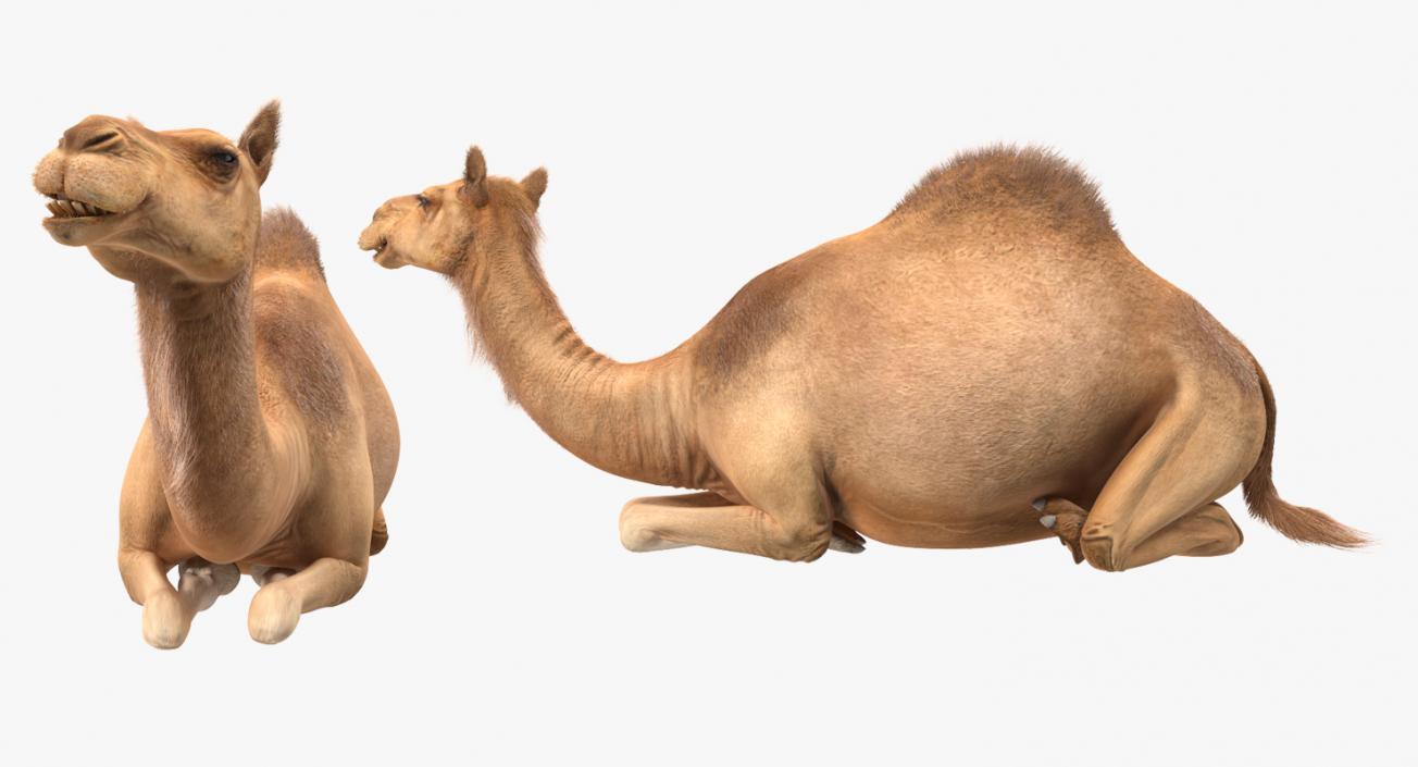 Camel Sitting Pose with Fur 3D