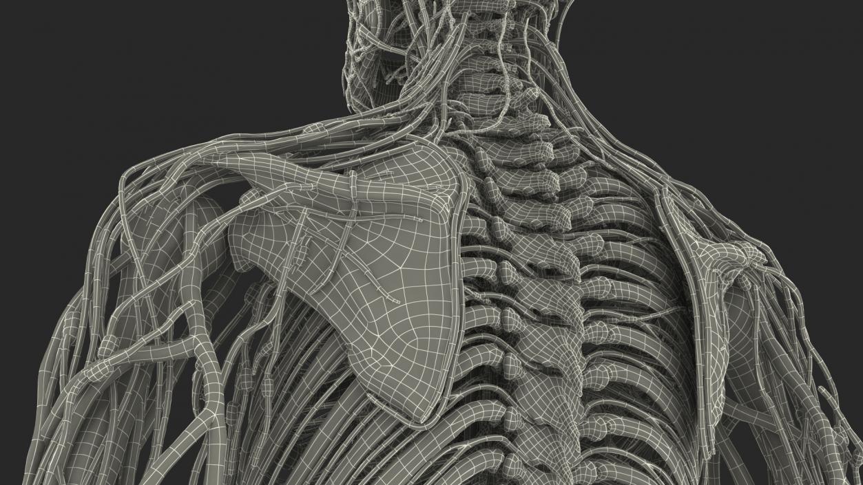 3D Male Skeleton Cardiovascular Lymphaticand Nervous Systems and Skin