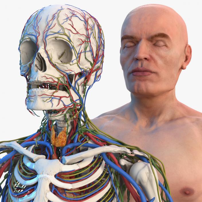 3D Male Skeleton Cardiovascular Lymphaticand Nervous Systems and Skin