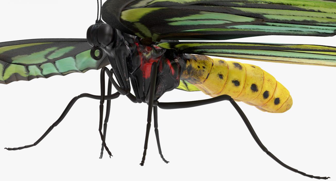 Queen Alexandras Birdwing Butterfly Rigged 3D