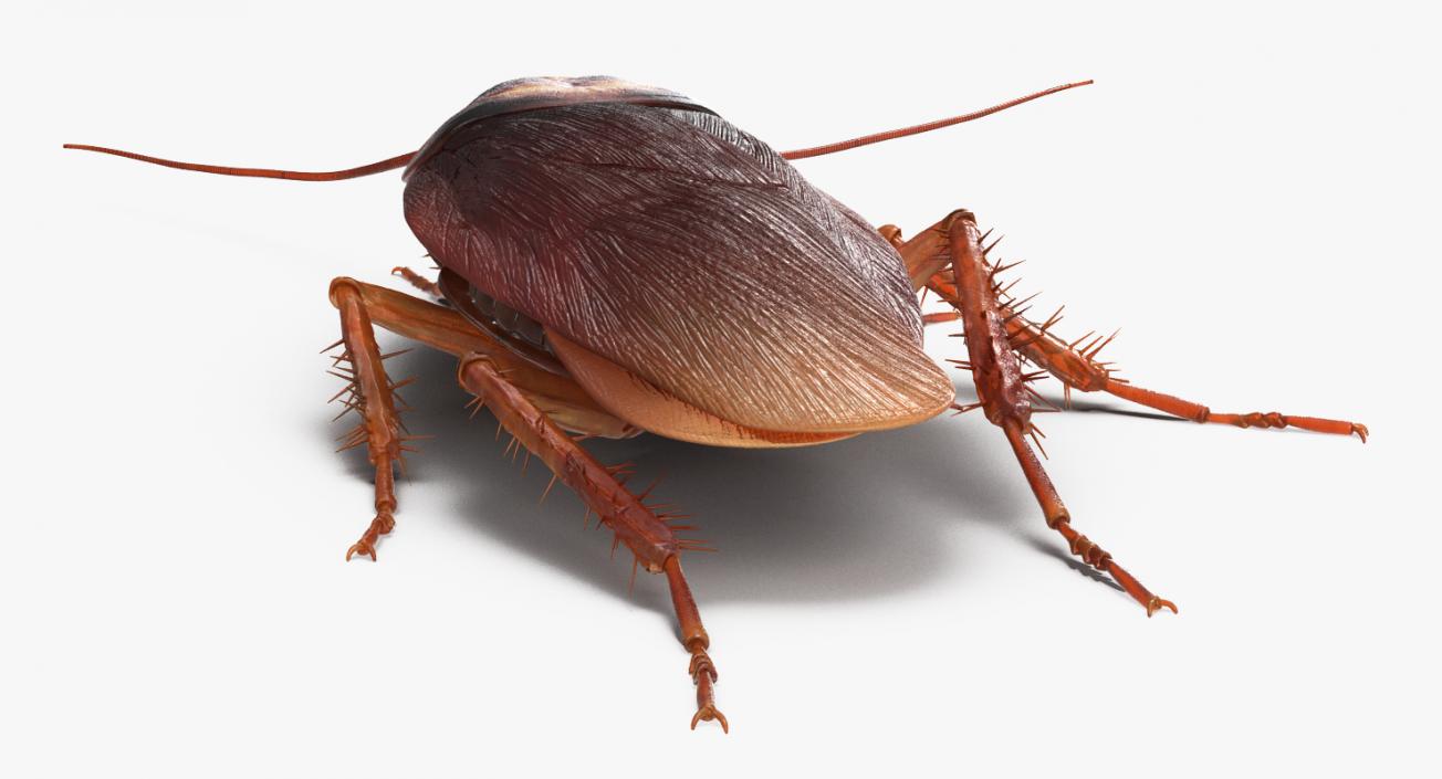 Cockroach Walking Pose 3D
