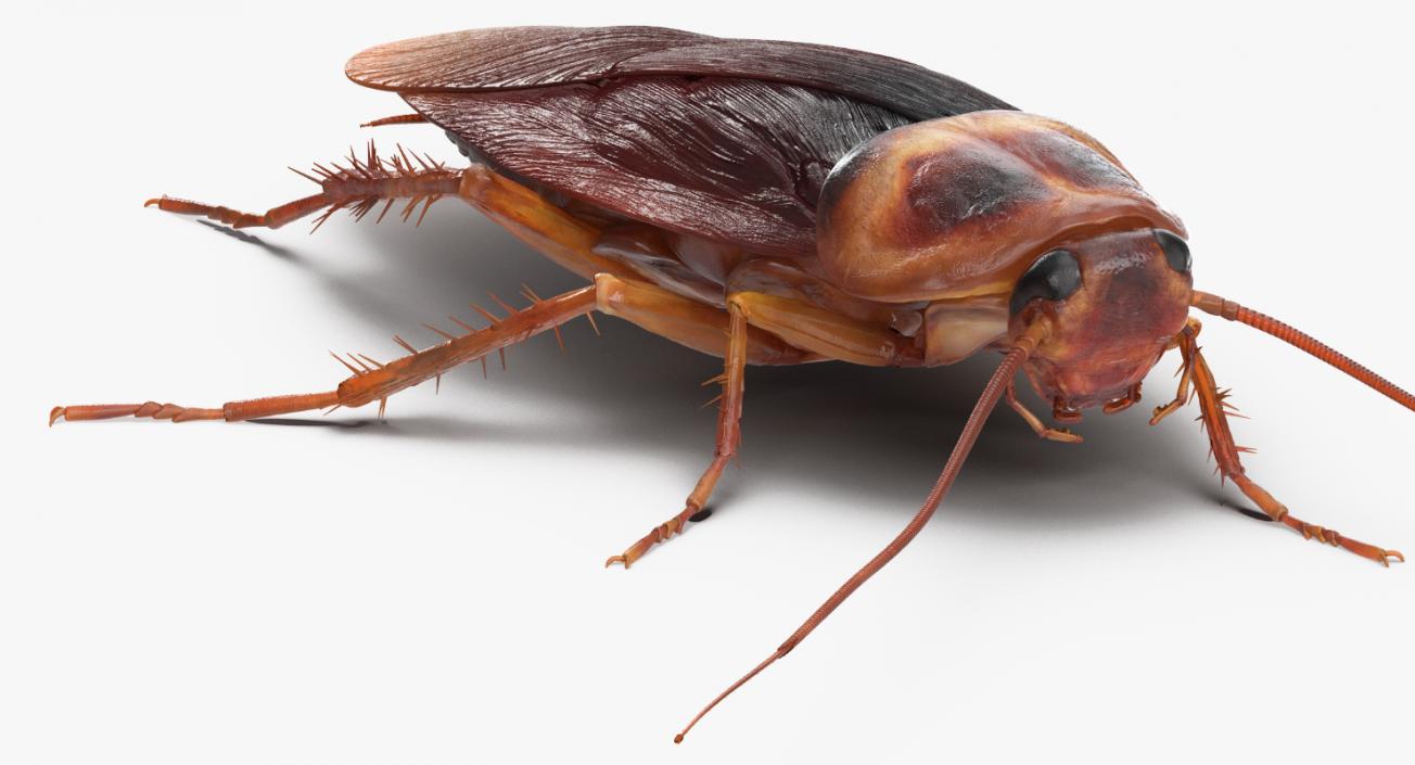Cockroach Walking Pose 3D