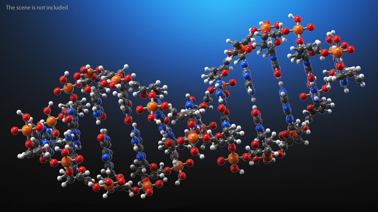 3D model B Form DNA Structure