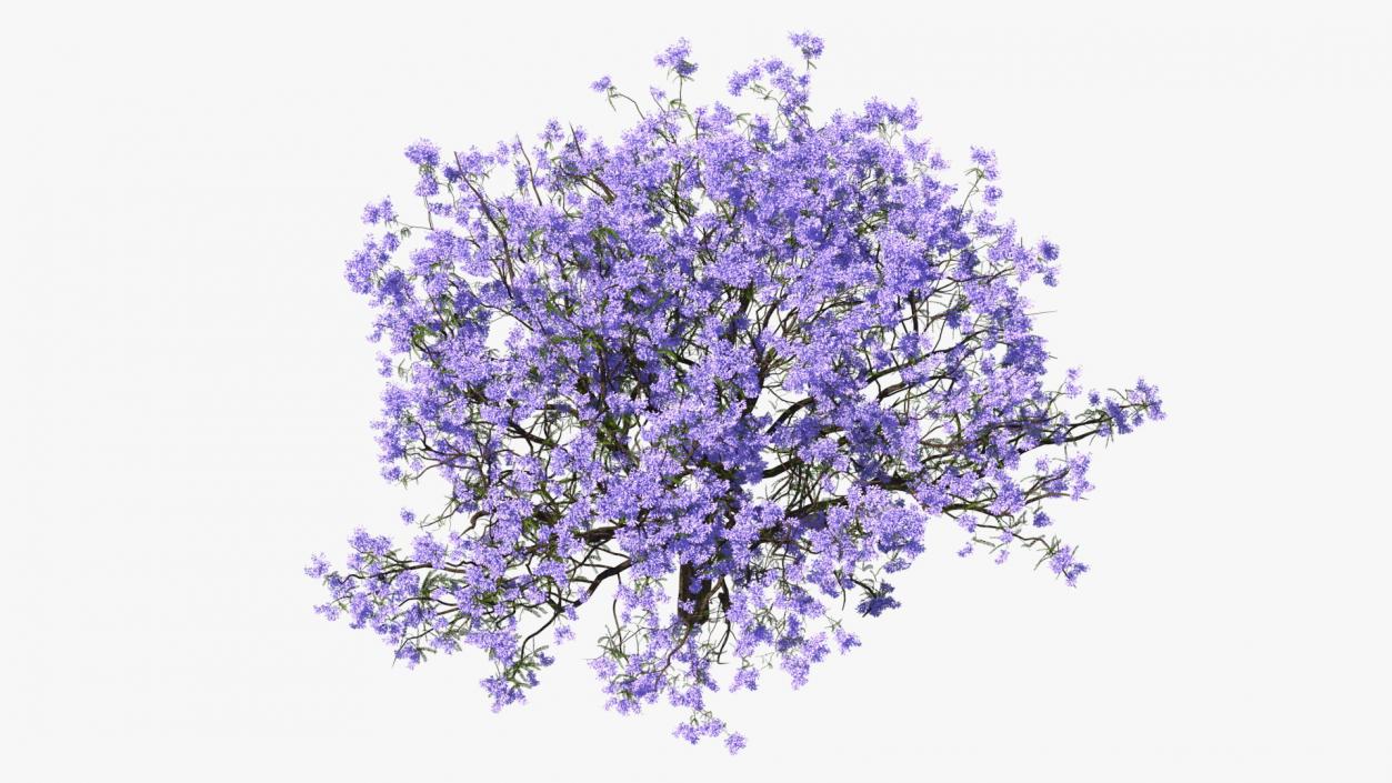 3D Blooming Jacaranda Tree model