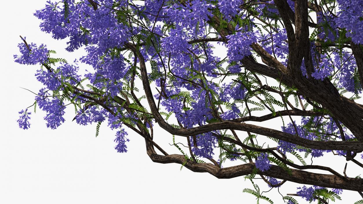 3D Blooming Jacaranda Tree model
