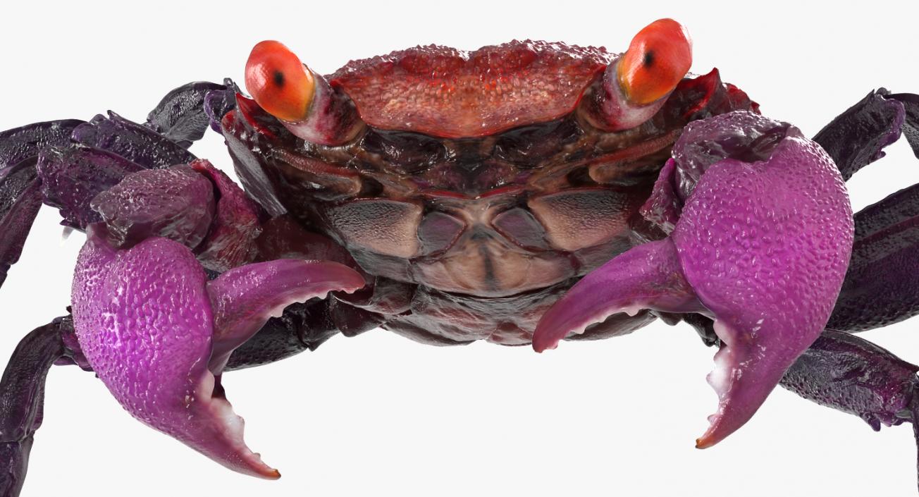Vampire Crab Geosesarma Dennerle 3D