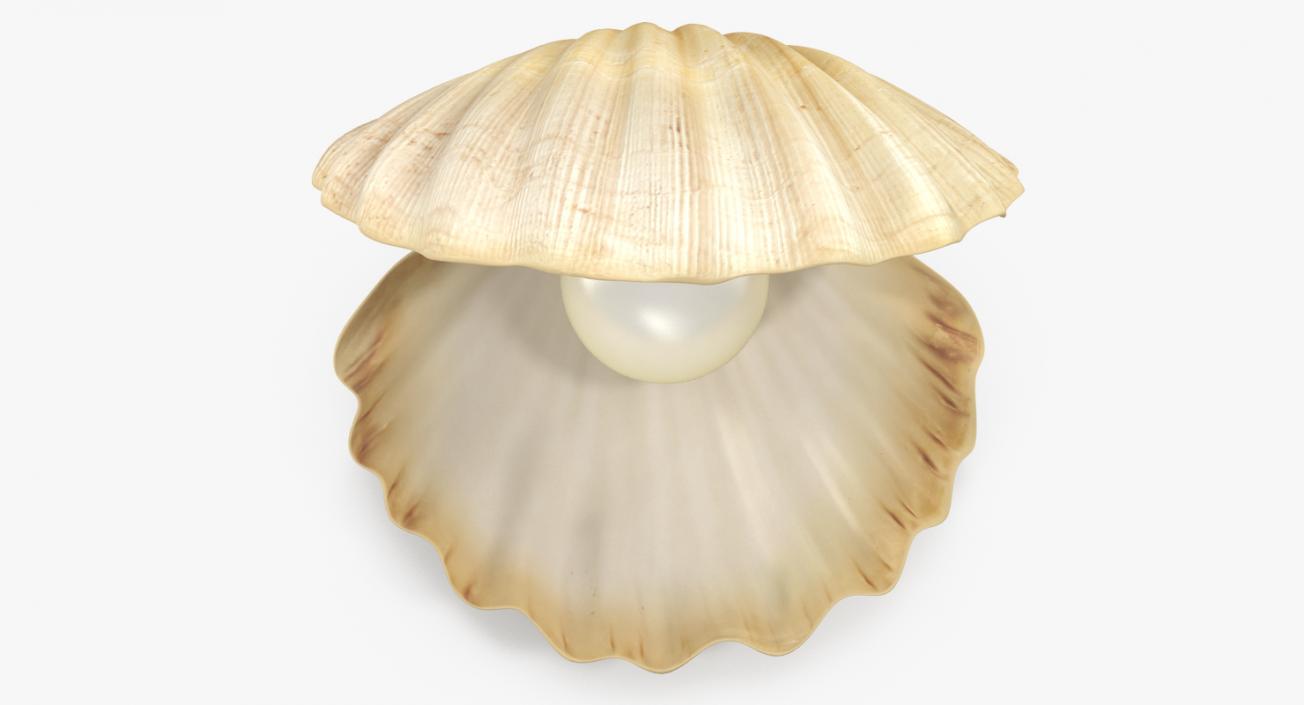 3D Sea Shells Collection 2 model