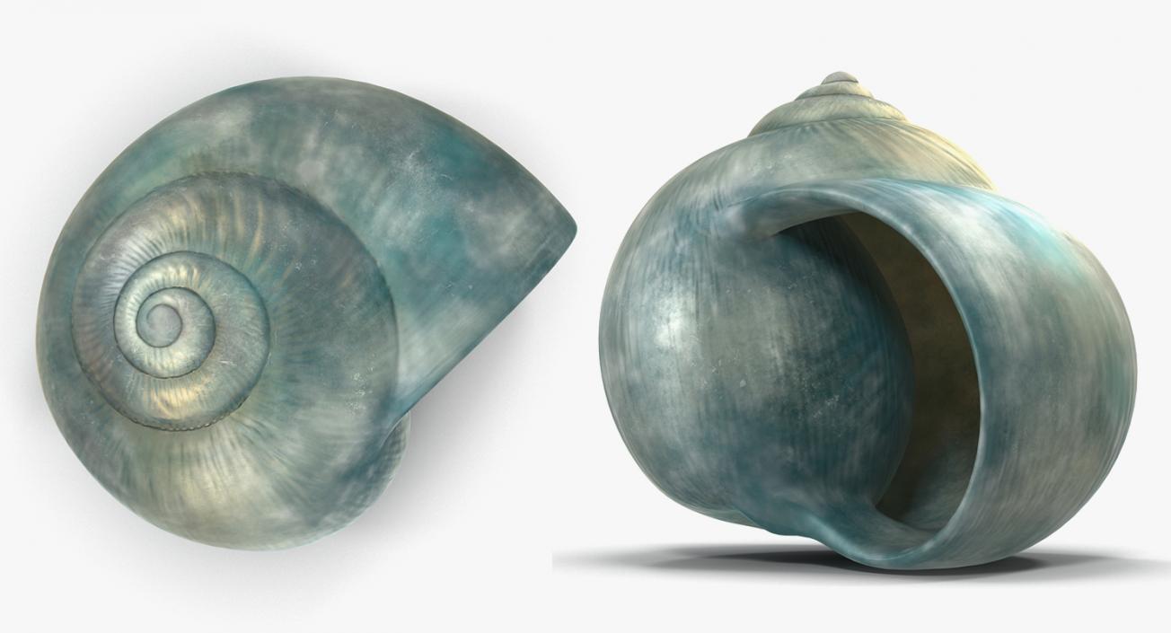 3D Sea Shells Collection 2 model