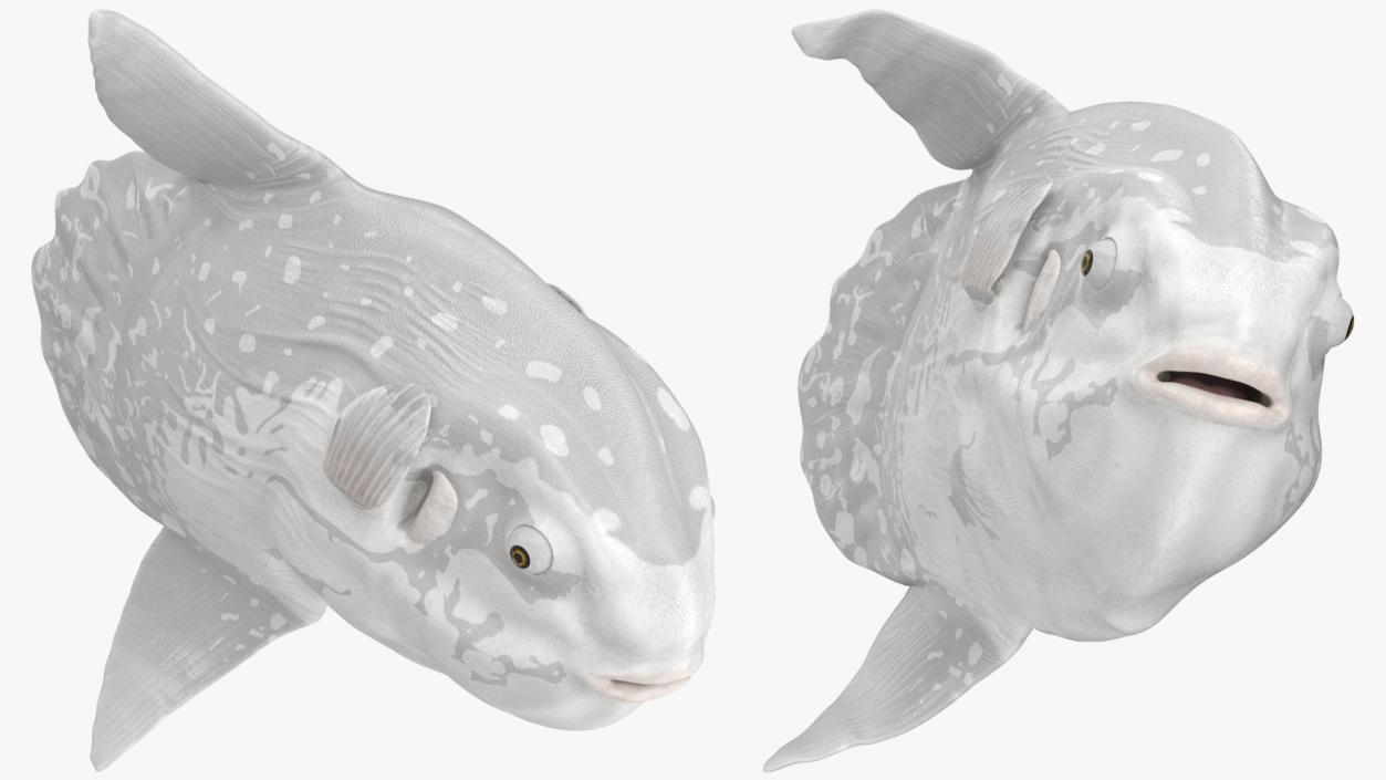 3D model Mola Mola Ocean Sunfish Rigged