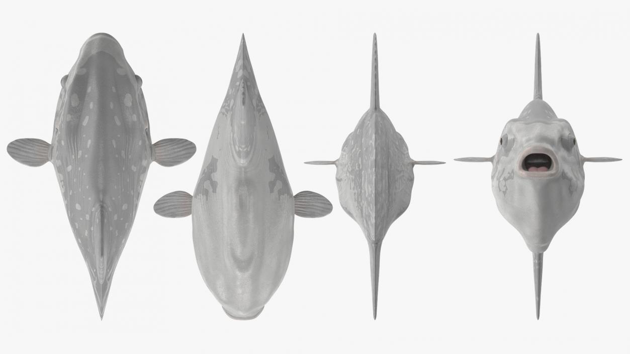 3D model Mola Mola Ocean Sunfish Rigged