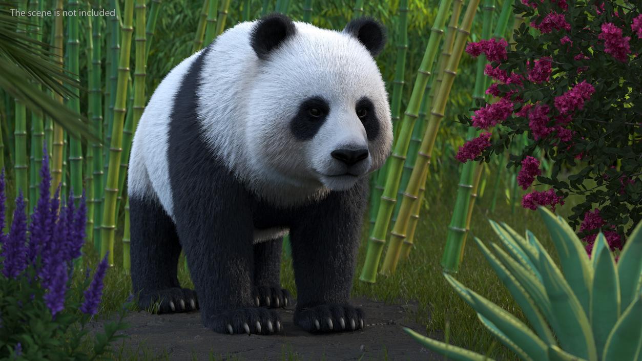 3D model Giant Panda Fur