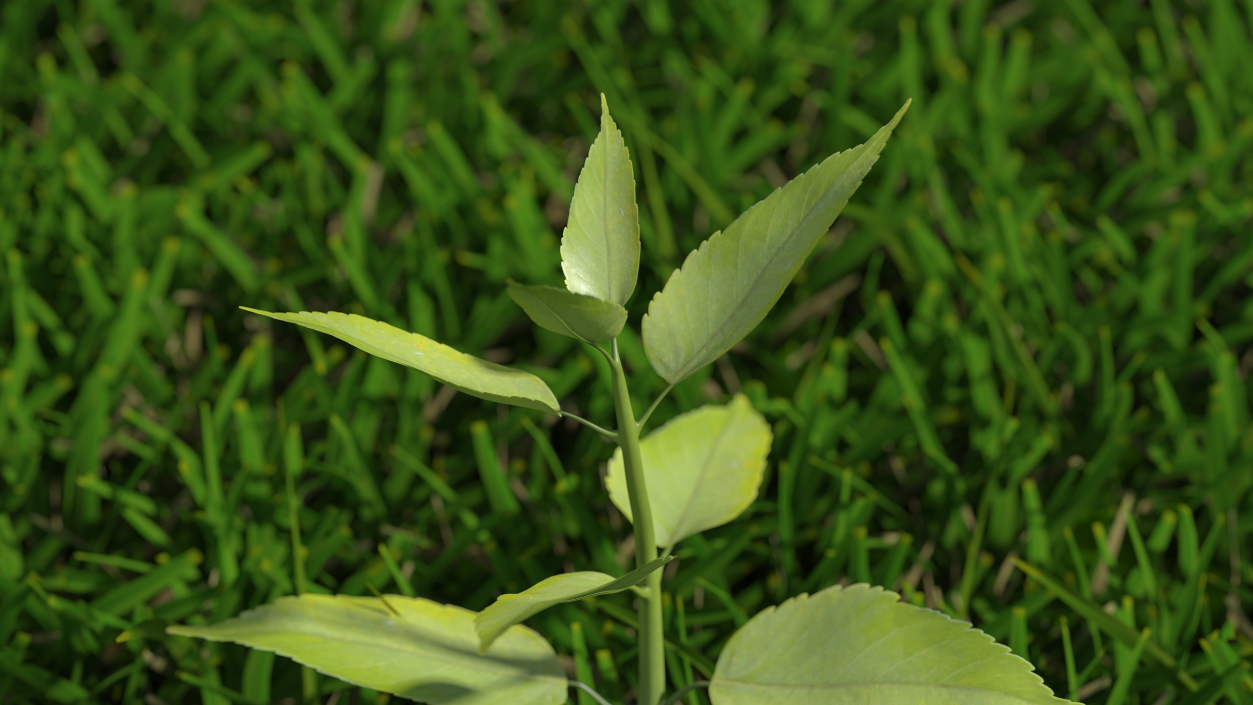 Young Plant Growing from Soil 3D model