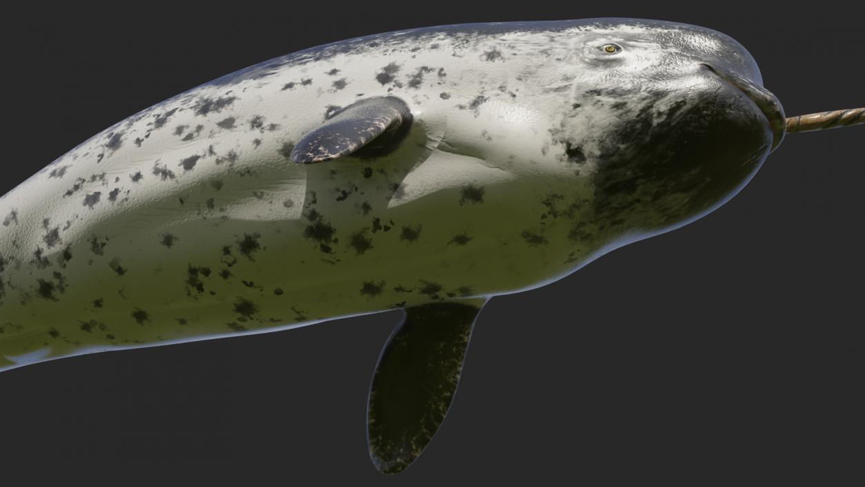 3D Narwhal Swimming Pose