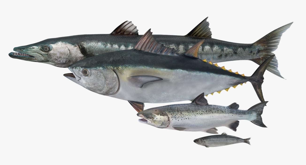 Fishes Collection 2 3D model