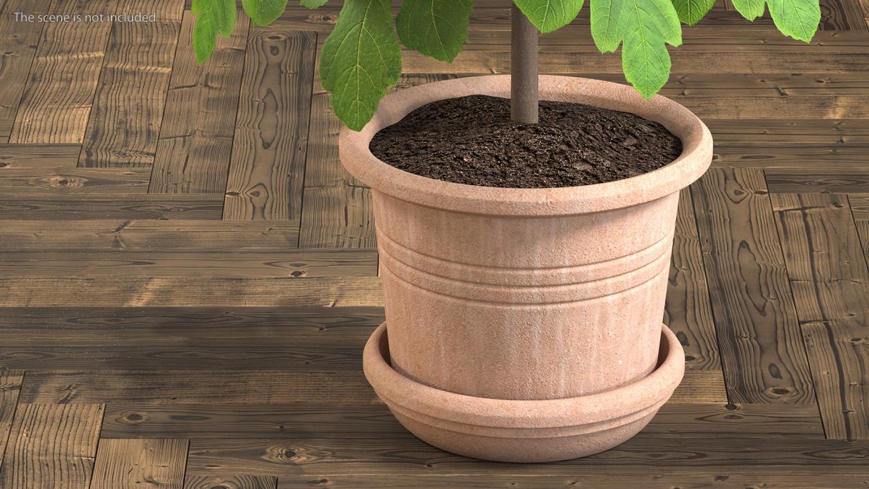 3D Potted Small Fig Tree with Fruits model