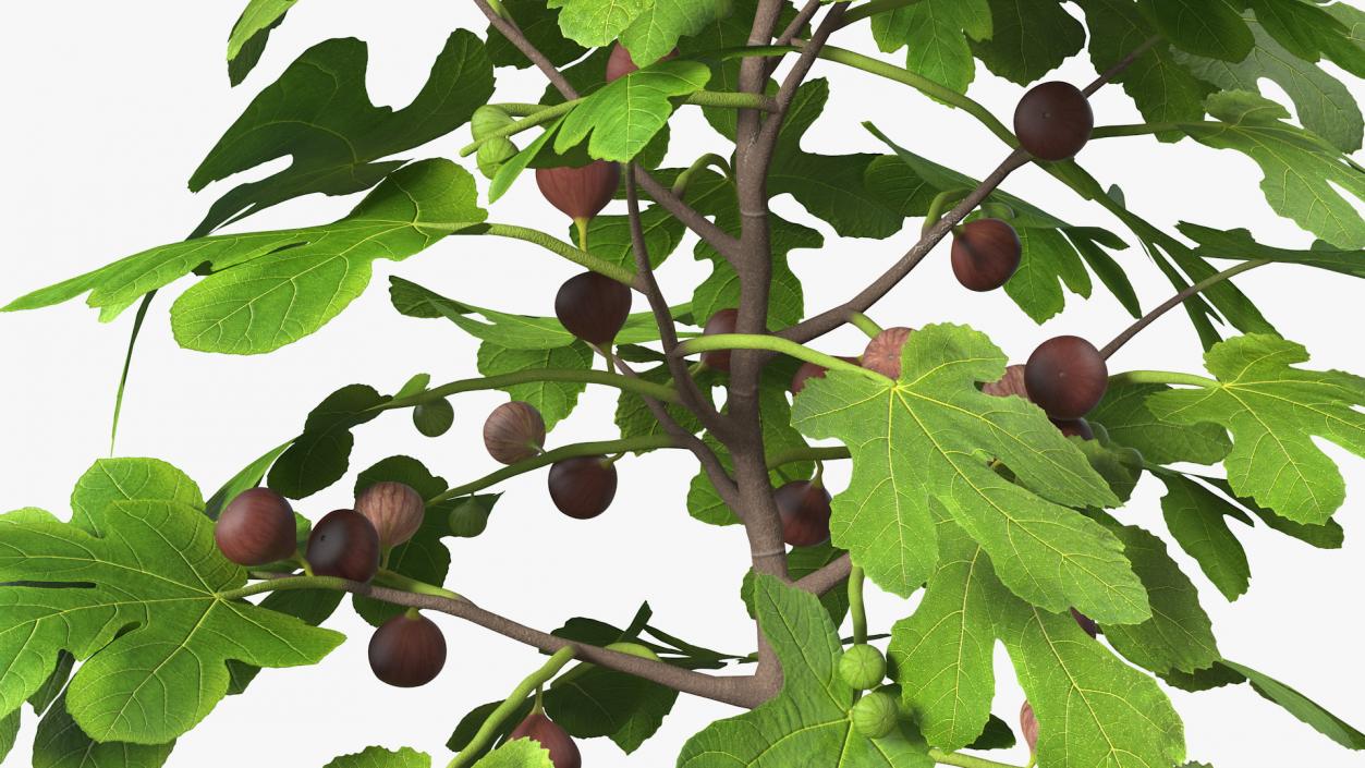 3D Potted Small Fig Tree with Fruits model