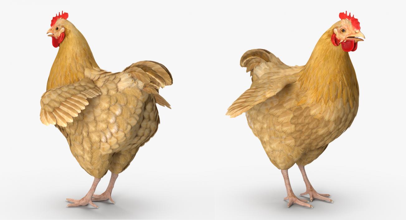 Chicken Rigged 3D model